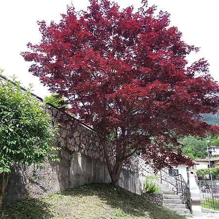 L'acero